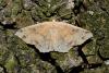 Cyclophora porata